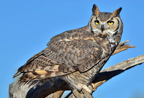 istock Great Horned Owl - Tucson 468878053