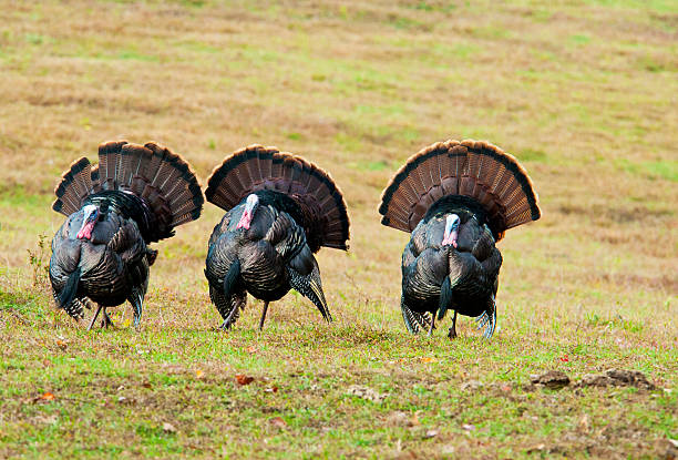 istock Three male wild turkeys strut their tail feathers. 468880044
