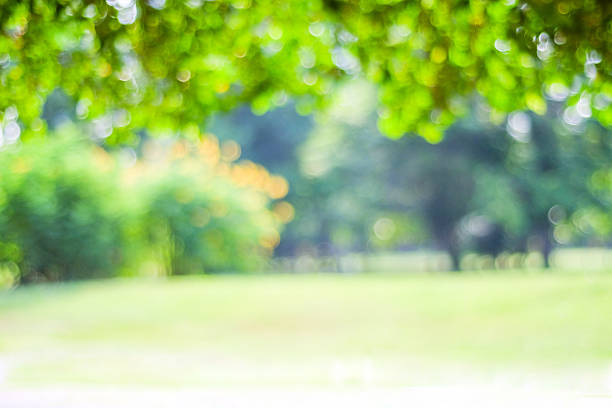 istock Blurred trees with bokeh in park background 468880152