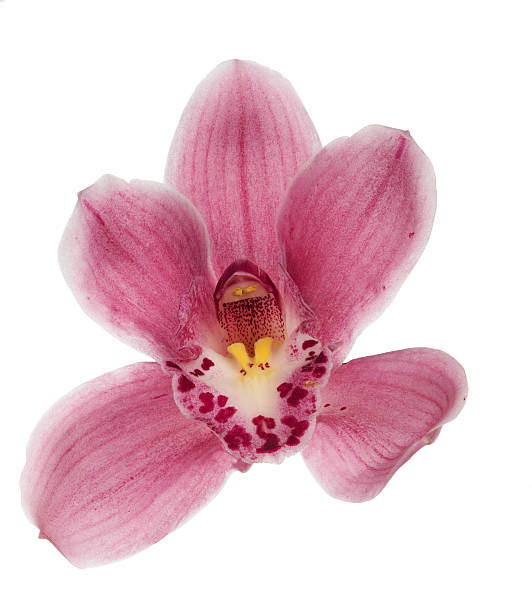 istock single pink bloom of orchid on white 468881086