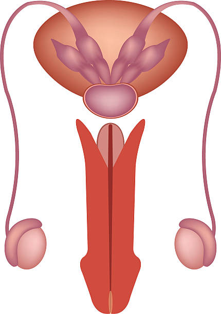мужской репродуктивной системы вектор icon - головка пениса иллюстрации stock illustrations