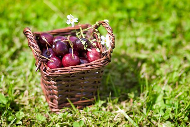 istock sweet cherry fruit in basket outdoor 468881710