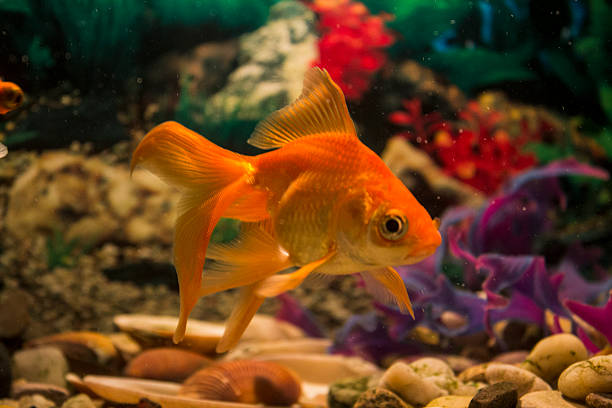 istock Goldfish in an aquarium interior 468884252