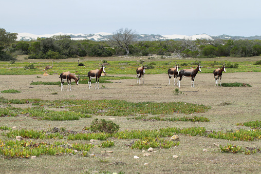 Bonteboks in De hoop nature reserve, South africa