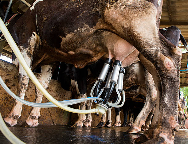 istock Cow milk facility and mechanized milking equipment 468884580