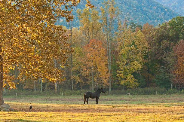 cades cove vita-turchia orologi cavallo-cavallo orologi cervo. - cades foto e immagini stock