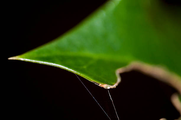 Holly leaf part eaten by incect