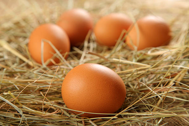 eggs stock photo