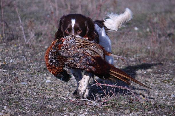 istock working type english springer spaniel carrying a pheasant 468887760