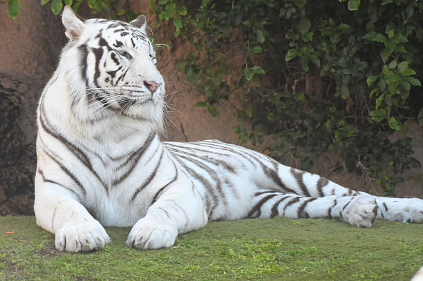istock Black and White Striped Tiger 468888443