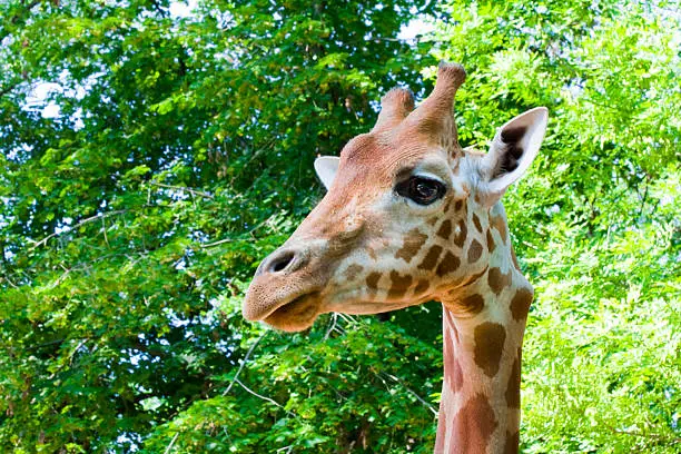 Photo of Giraffe head