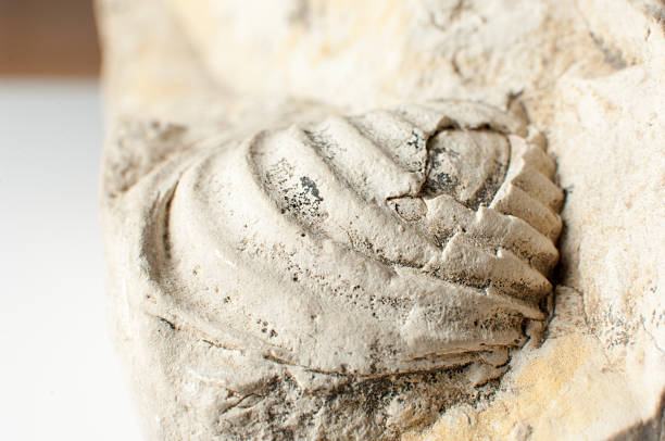 istock Close up of a fossilized shell embedded in the rock 468888540