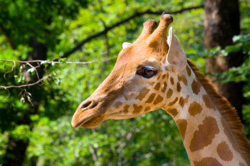 Reticulated Giraffe extreme close up of a giraffe.