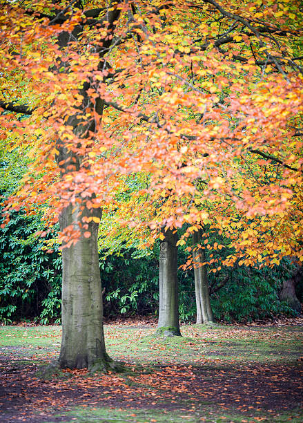 Three trees in a row with autumn leaves stock photo
