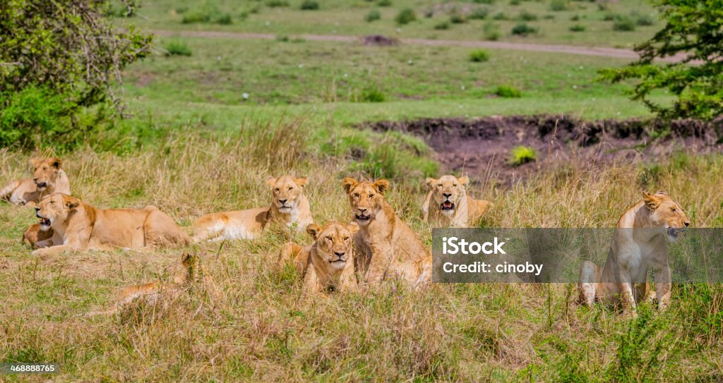 Стая львов в Серенгети» N.P. Танзания - Стоковые фото Национальный парк Серенгети роялти-фри