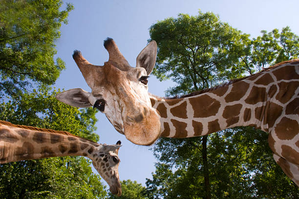 giraffa capi - reticulated giraffe foto e immagini stock