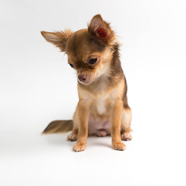 istock Chihuahua puppy 468890672