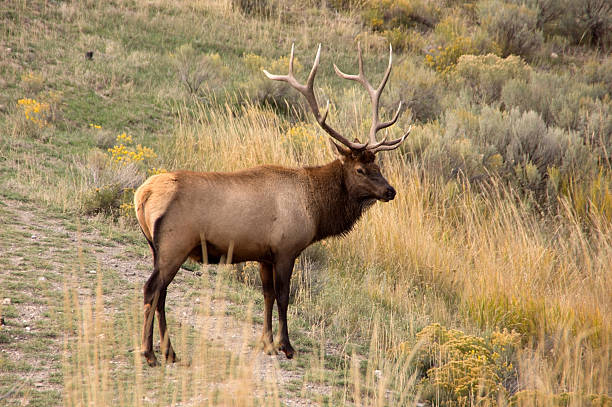 istock Yellowstone National Park, USA 468893234