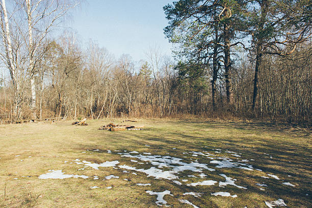 tourist trail in spring forest with snow covered trees in country - grainy retro vintage film effect