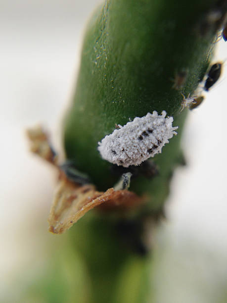 mealybug, weißer reißverschluss und andere pest attack - scale insect stock-fotos und bilder