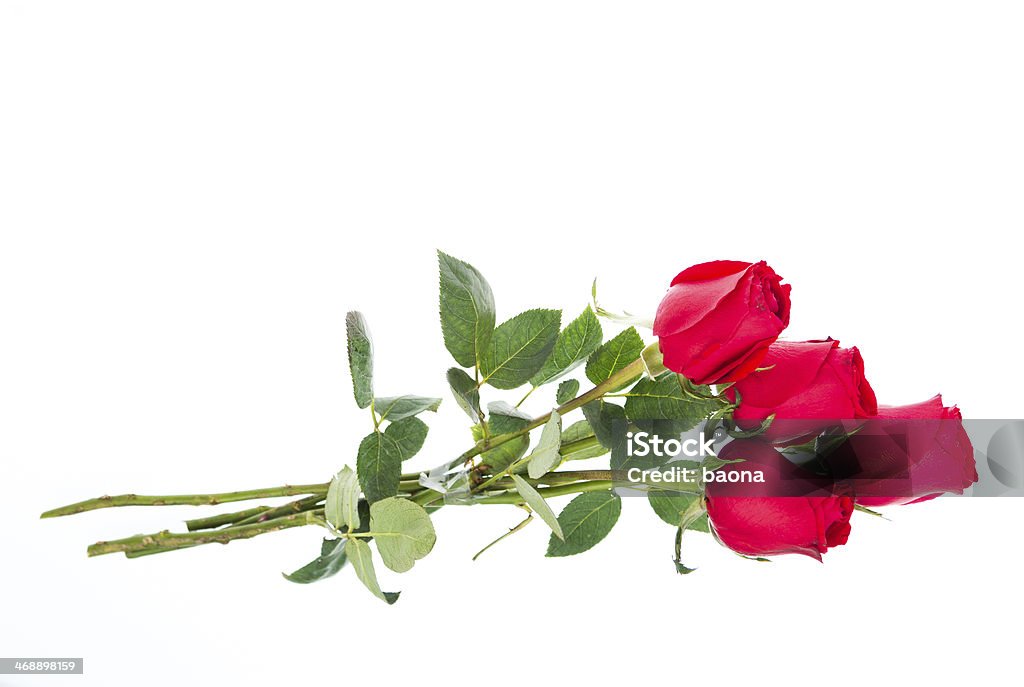 red roses bouquet Red roses bouquet in white background Beauty Stock Photo