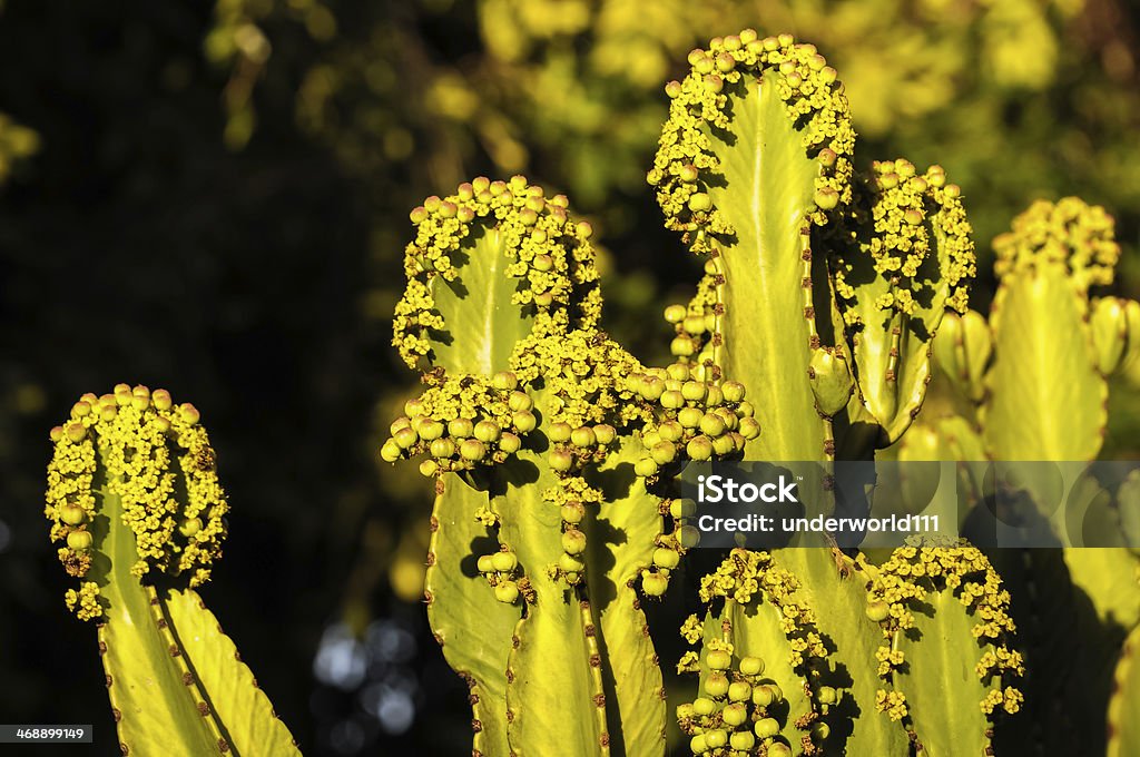 Flowering Cactus Flowering Cactus Illuminated by the Sunset Colors Arid Climate Stock Photo