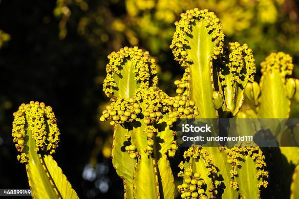 Flowering Cactus Stock Photo - Download Image Now - Arid Climate, Arizona, Blossom