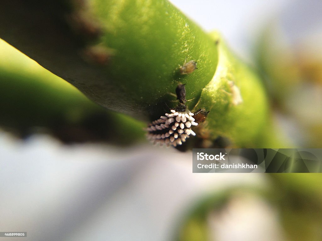 Mosca branca Mealybug, e outro ataque de Pragas - Royalty-free Afídeo Foto de stock