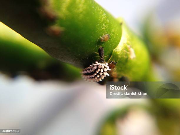 Mealybug Белая Молния И Других Вредителей Attack — стоковые фотографии и другие картинки Ectoparasite - Ectoparasite, Без людей, Белокрылка