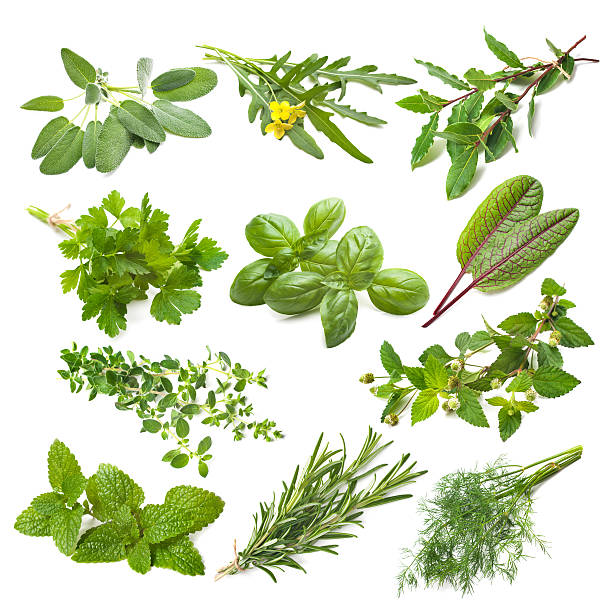 herbes de cuisine collection - rosemary herb vegetable garden herbal medicine photos et images de collection