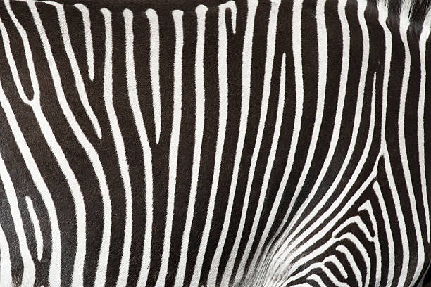 istock Skin texture of a zebra. 468900431