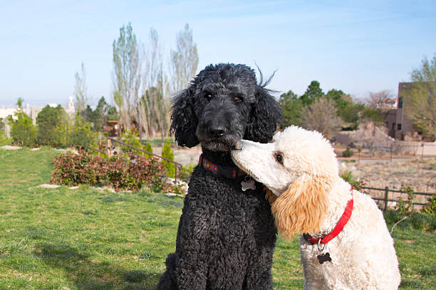 deux poodles standard - standard poodle photos et images de collection