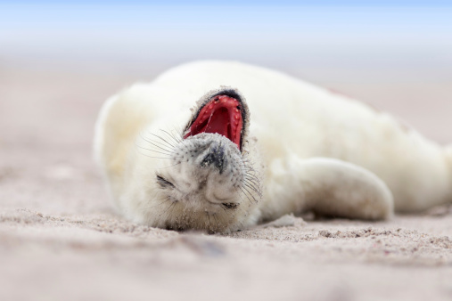 a white grey seal baby is relaxing at the beach with wide open mouth, is tired, with blurred natural background
