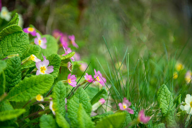 Wild primroses in the countryside 