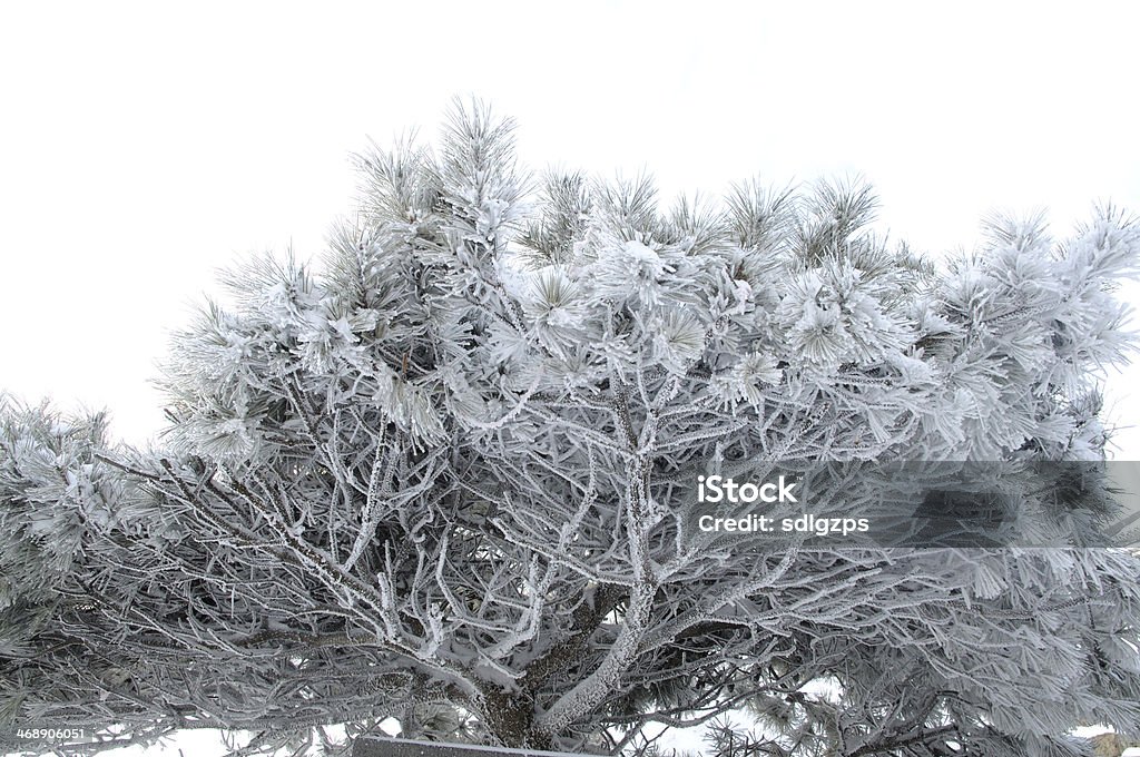 泰山の雪 - 人物なしのロイヤリティフリーストックフォト