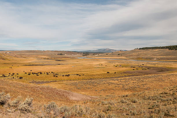 istock Bison paradise in Yellowstone National Park 468906091