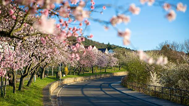 colorful image of blooming almond trees along wine route, gimmeldingen, palatinate, germany