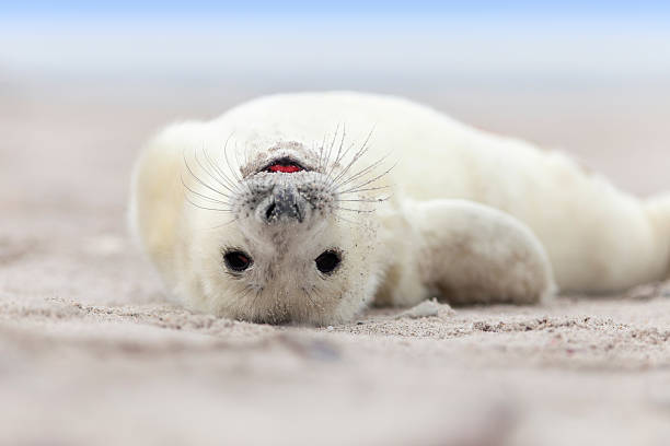 acelerada - foca fotografías e imágenes de stock