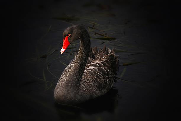 black swan  - black swan stock-fotos und bilder