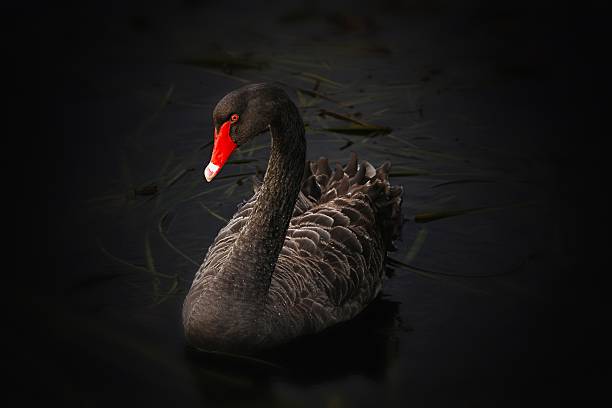 cigno nero  - black swan foto e immagini stock