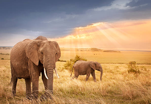 日没の光の中のアフリカ象 - masai mara national reserve sunset africa horizon over land ストックフォトと画像