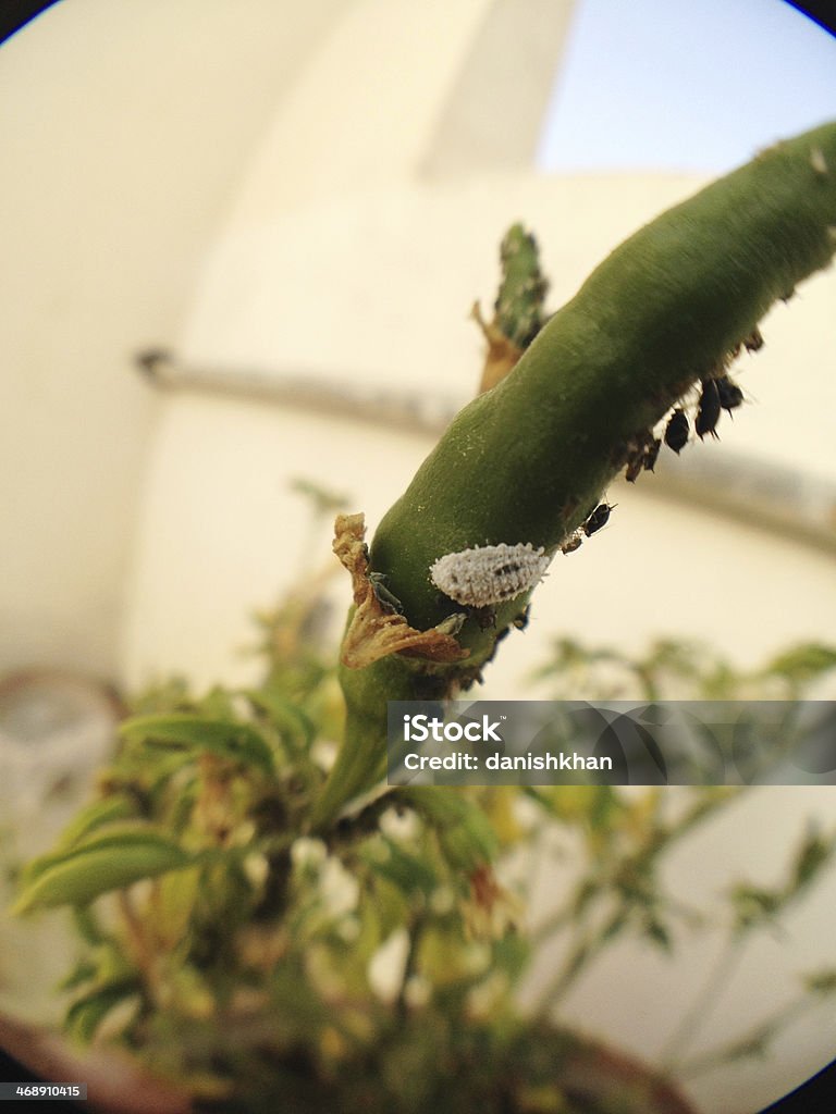 アブラムシ、Mealybug 、ホワイトのフライなどの害虫攻撃 FishEye - アブラムシのロイヤリティフリーストックフォト