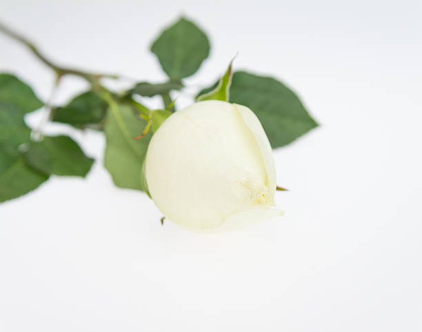 white rose Single white rose isolated on white background. Slective Focus stock pictures, royalty-free photos & images