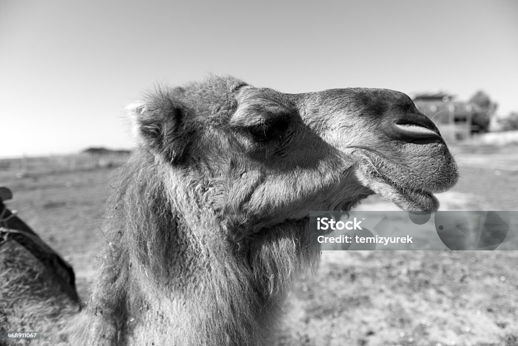 Gros plan de chameau - Photo de Afrique libre de droits