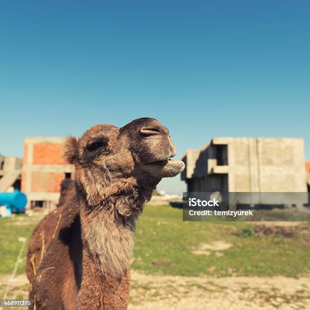 Крупный План Верблюжий — стоковые фотографии и другие картинки Аравия - Аравия, Африка, Без людей