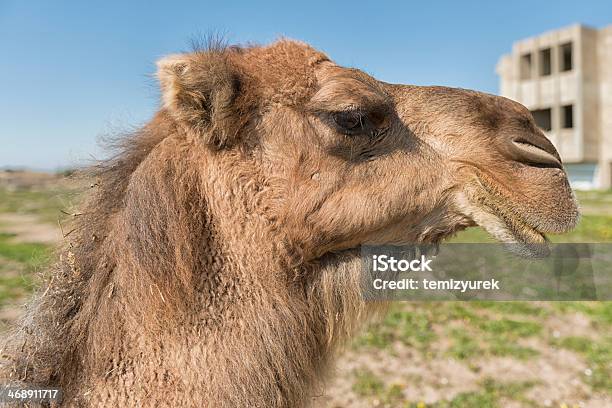 Photo libre de droit de Gros Plan De Chameau banque d'images et plus d'images libres de droit de Afrique - Afrique, Animaux domestiques, Antalaya