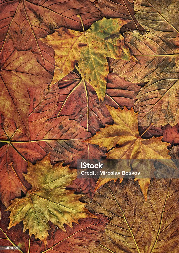 Seco de alta resolución de hojas de arce sobre fondo aislado follaje de otoño - Foto de stock de Amarillo - Color libre de derechos