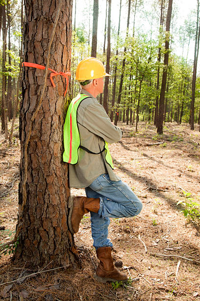 Forester Profession 600+ Forest Surveyor Stock Photos, Pictures & Royalty-Free Images - iStock