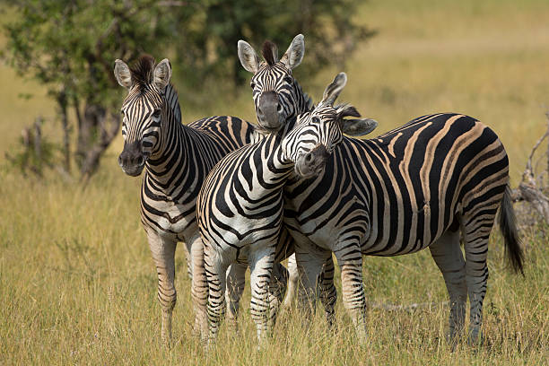 mandria di zebra di burchell (equus burchellii in sud africa) - burchellii foto e immagini stock