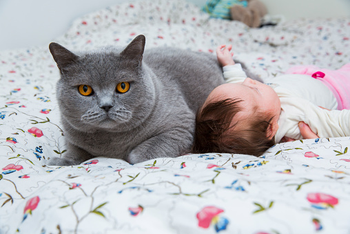 Brirish shorthair cat and cute newborn baby girl on a bed